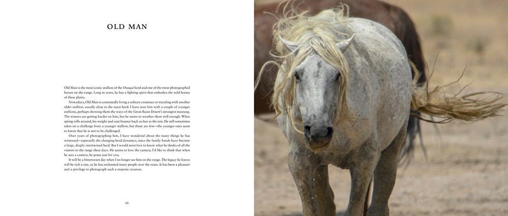 Wild Horses of the West by Jan Drake