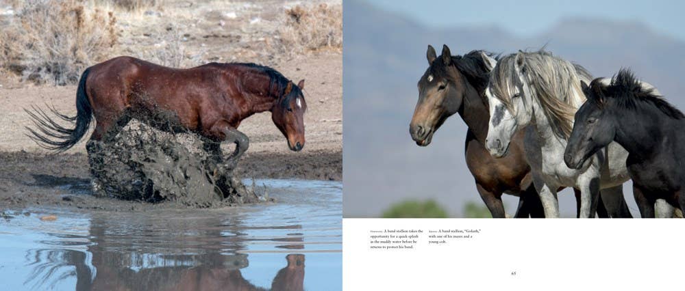 Wild Horses of the West by Jan Drake